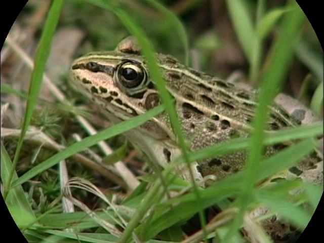 Frogs & Tadpoles